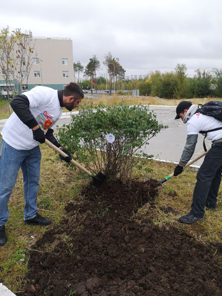 Команда Клиник «Маэстро»,приняли участие в очередной ежегодной посадке деревьев
